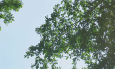 灵蛇启新岁，鸿运过大年